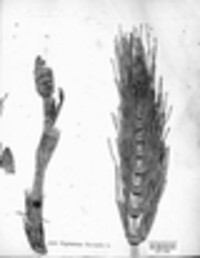 Equisetum fluviatile image